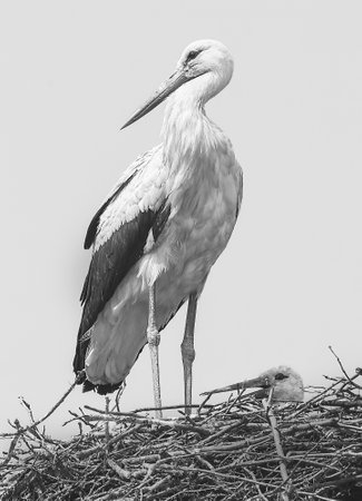 a grayscale vertical shot of a stork standing on a nes