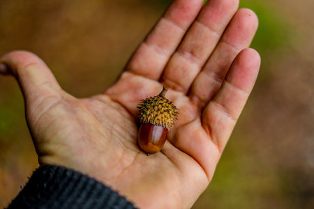 A hand holding an acornの写真素材
