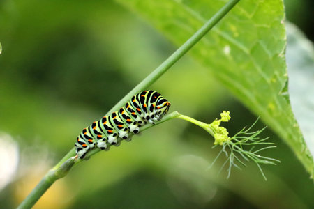 A vibrant closeup shot of a Swallowtail Caterpillarの写真素材
