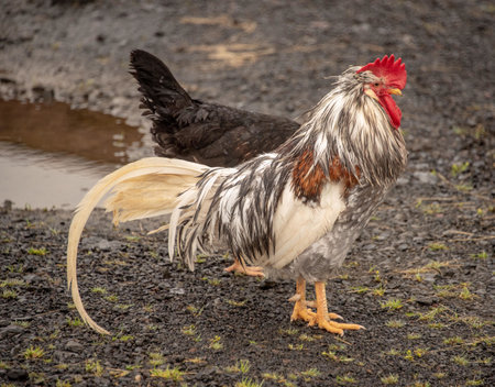 A closeup of a wet rooster on the ground at daylight with a blurry background