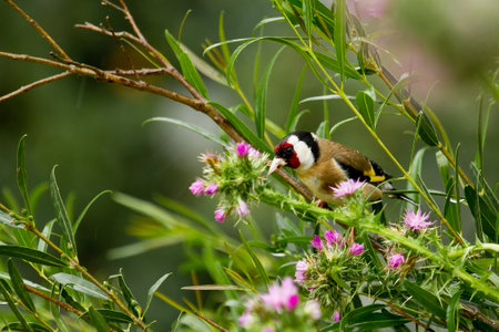 A closeup shot of European goldfinch perched on a tree branch surrounded by wildflowersの写真素材