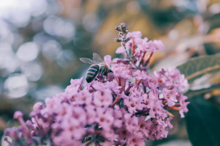 A closeup shot of a bee pollinating a pink flowerの写真素材