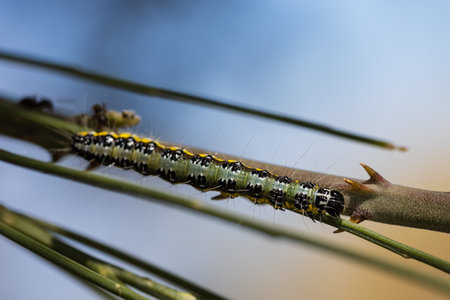A macro shot of a Caterpillar on a stem