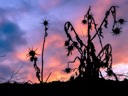 A closeup shot of a dry summer thistle on the beautiful sunset backgroundの写真素材