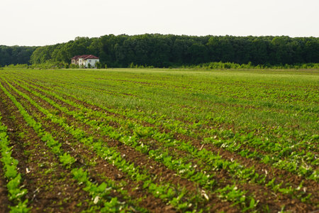 A beautiful agricultural farm near the trees