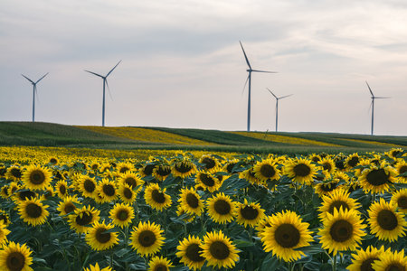 A closeup shot of beautiful sunflowers and wind turbines in a fieldの写真素材