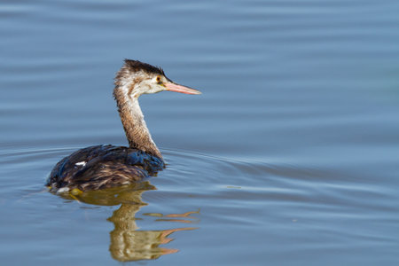 A shot   of a cute Podiceps cristatus bird in waterの写真素材