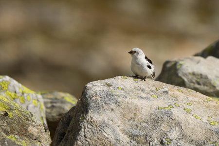 A closeup of a small snow bunting on rocks in the DovrefjellâSunndalsfjella National Park, Norwayの写真素材