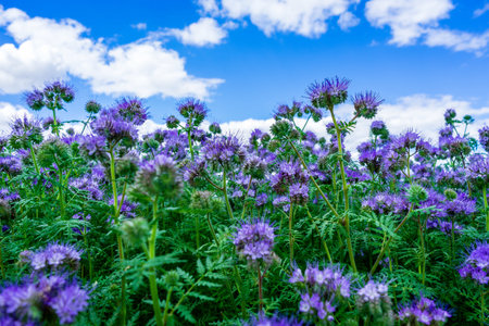 A closeup shot of purple phacelia flowers under blue sky and white cloudsの写真素材