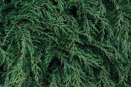A closeup shot of pine tree leaves