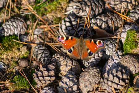 A top view of a beautiful Peacock butterfly on pine cone pile on the autumn forest groundの写真素材