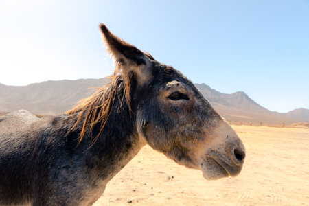 A donkey in the parking lot of Playa de Cofete on the Island of Fuerteventura, Spainの写真素材