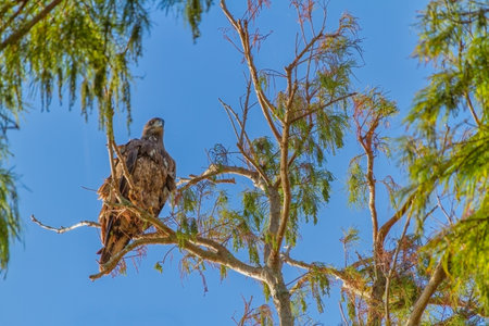 A Juvenile American Bald Eagle on the branch in Autumn in Floridaの写真素材