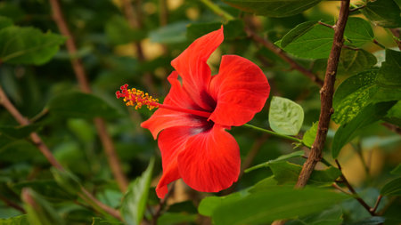 A beautiful closeup of red flowers growing in the field on a sunny day