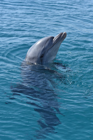 A vertical shot of a dolphin swimming in the blue waters of the marine parkの写真素材
