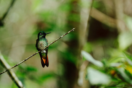 A selective focus shot of a bright green hummingbird perched on a branchの写真素材