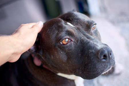 A closeup shot of a person petting a brown pitbullの写真素材