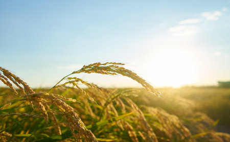 A closeup shot of rice plant at sunset in Valencia, with the plantation in the backgroundの写真素材