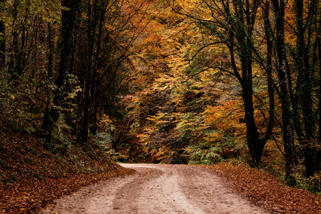A road surrounded by trees covered in colorful leaves in a forest in autumn - perfect for wallpapers