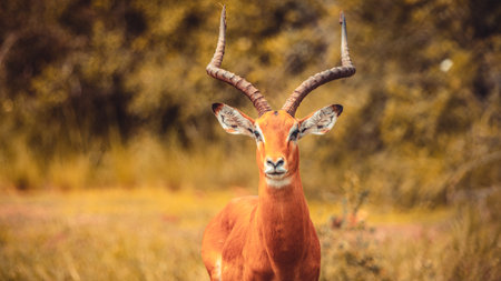 A beautiful impala antelope in a parkの写真素材