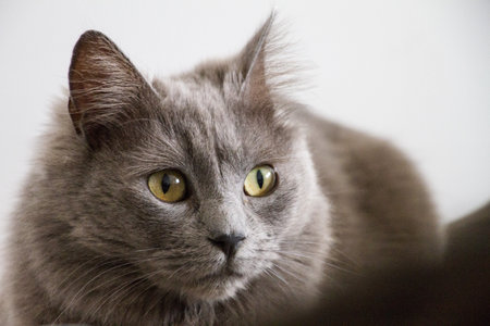 A closeup shot of a gray cat with green eyesの写真素材