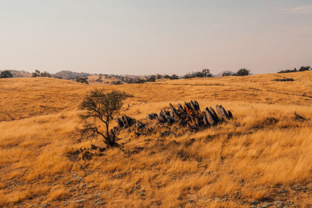 A view of a golden brown meadow with rocks and a tree on a cloudy day backgroundの写真素材