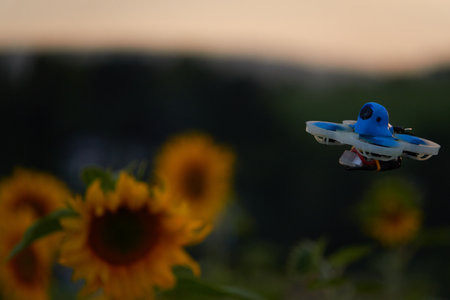 A view of yellow sunflower approached by a small blue drone also multi-copterの写真素材