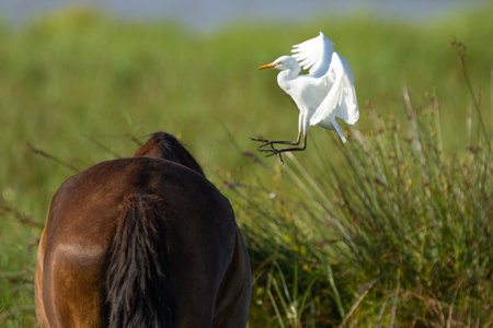 A closeup shot of a horse in a field and a white heron flying towards itの写真素材