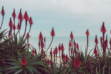 A selective focus shot of beautiful seascape with aloe vera plantsの写真素材