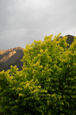 A beautiful view of the leaves of a tree captured on a sunny day in the forestの写真素材