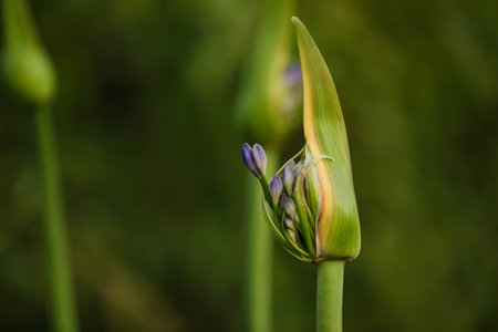 A selective focus shot of an agapanthus bud with flower about to burst outの写真素材