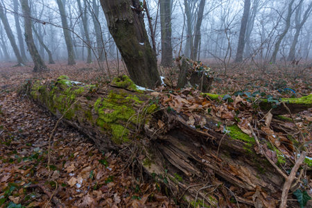 A closeup of an old dried fallen tree in a foggy forest in Zagreb, Croatiaの写真素材