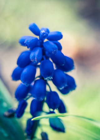 A vertical closeup shot of grape hyacinth flowers