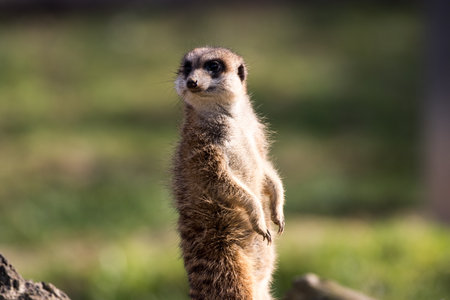 A cute Meerkat standing on hind legs