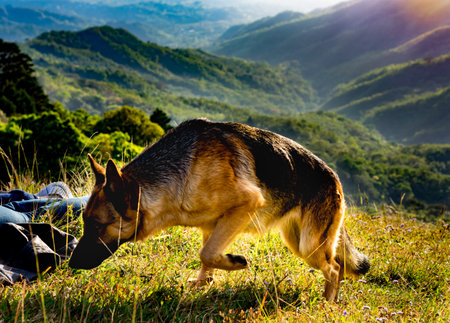 A closeup shot of a german shepherd sniffing the mountain during sunriseの写真素材