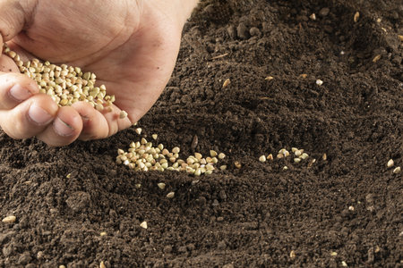 A closeup of a hand sowing buckwheat seeds into soilの写真素材