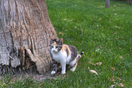 Multi colored cat and palm tree trunk on green grass and fall leavesの写真素材