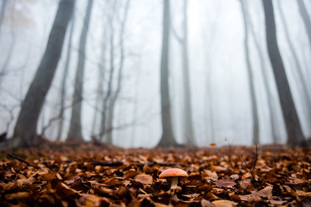 A closeup of a fly agaric in a forest covered in dried leaves and trees at daylight in autumn