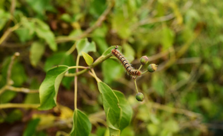 A caterpillar walking and eating on green vegetation in the Maltese countryside