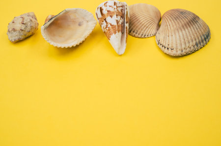 A closeup shot of decorative seashells isolated on a yellow background - copy space