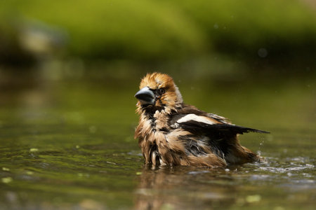 A selective focus shot of a cute hawfinch birdの写真素材