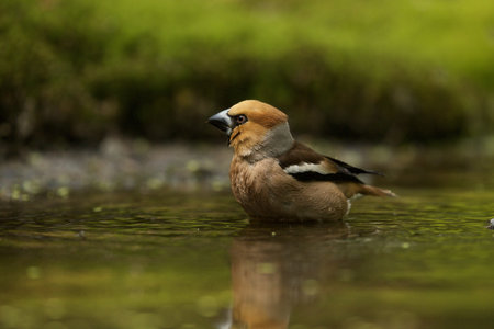 A selective focus shot of a common grosbeak in the water