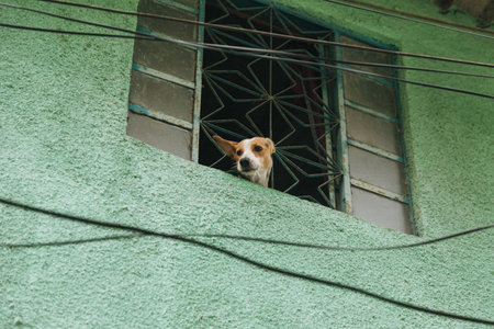 A low angle shot of a white and brown dog looking out the window