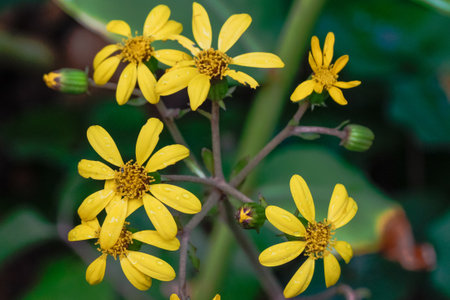 A closeup shot of farfugium japonicum flowers on a stem