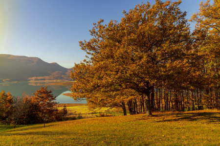 A field covered in trees and dried leaves with a lake on the background under the sunlight in autumnの写真素材