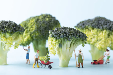 A selective focus closeup of a toy people and broccoli on blue background-concept farmers  workingの写真素材