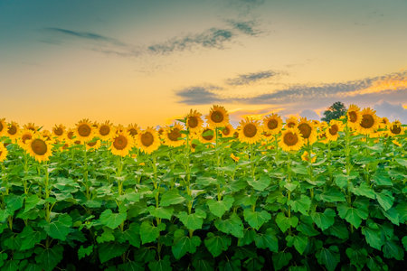 A majestic shot of blooming sunflower rows under a cloudy sky in a field