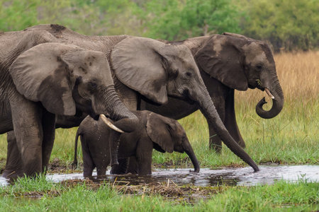 A herd of elephants drinking water