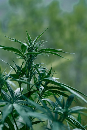 A vertical closeup shot of a green cannabis plants