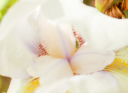 Beautiful garden iris Queen of Angelsの写真素材